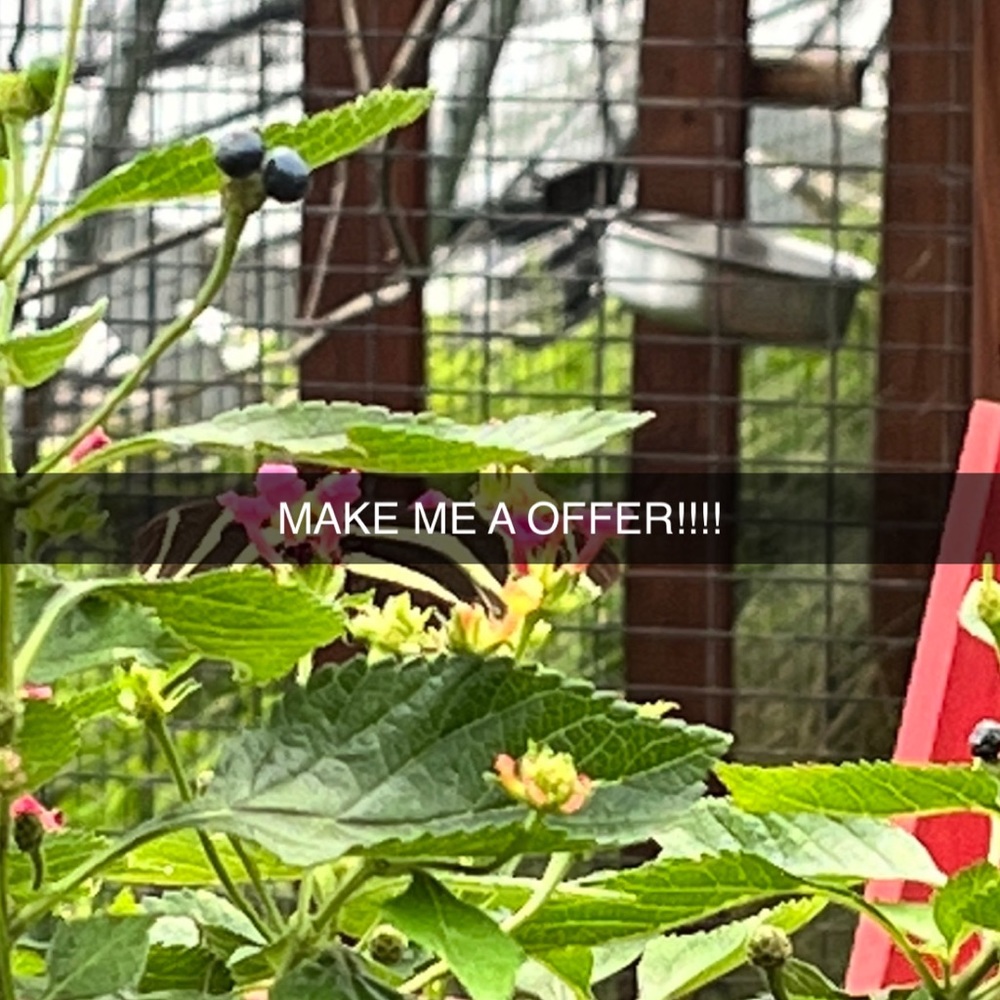 Make me a offer!
